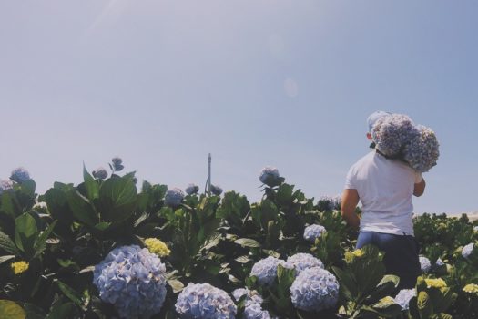 Cánh đồng hoa Cẩm tú cầu Đà Lạt giúp bạn sống ảo thêm đa dạng