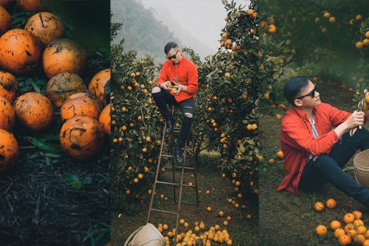 Vườn cam Mộc Châu – Tọa độ check in đẹp ‘ngàn like’