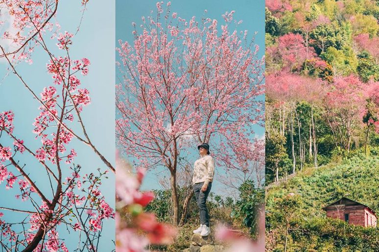 Hoa đào Đà Lạt: Mộng Đào Nguyên + những địa điểm chụp hoa đào đẹp