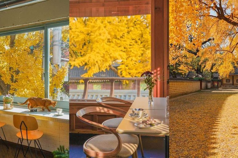 Du lịch Hàn Quốc: Quán cà phê đẹp Seoul ngắm lá vàng đỉnh nhất