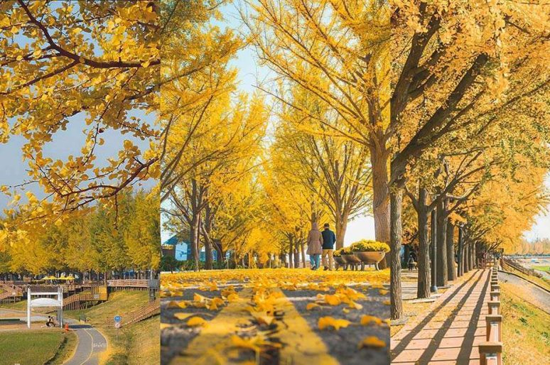Con đường cây ngân hạnh Hàn Quốc đẹp ‘mê xĩu’ ở Asan